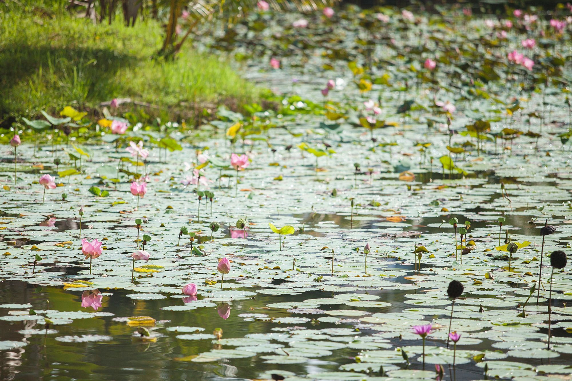 Resort Kaleane Thalang