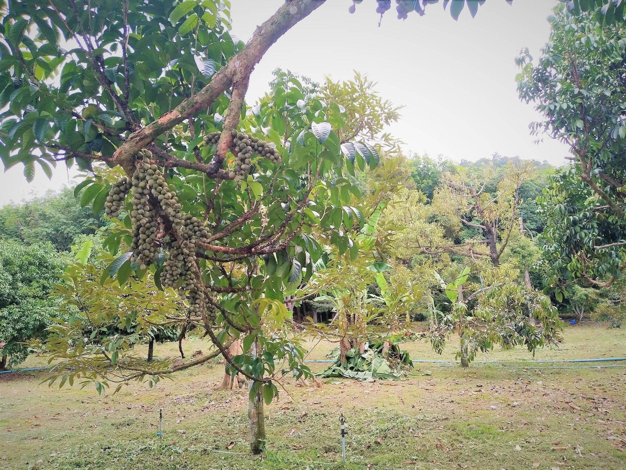 Somphoch Garden Trat