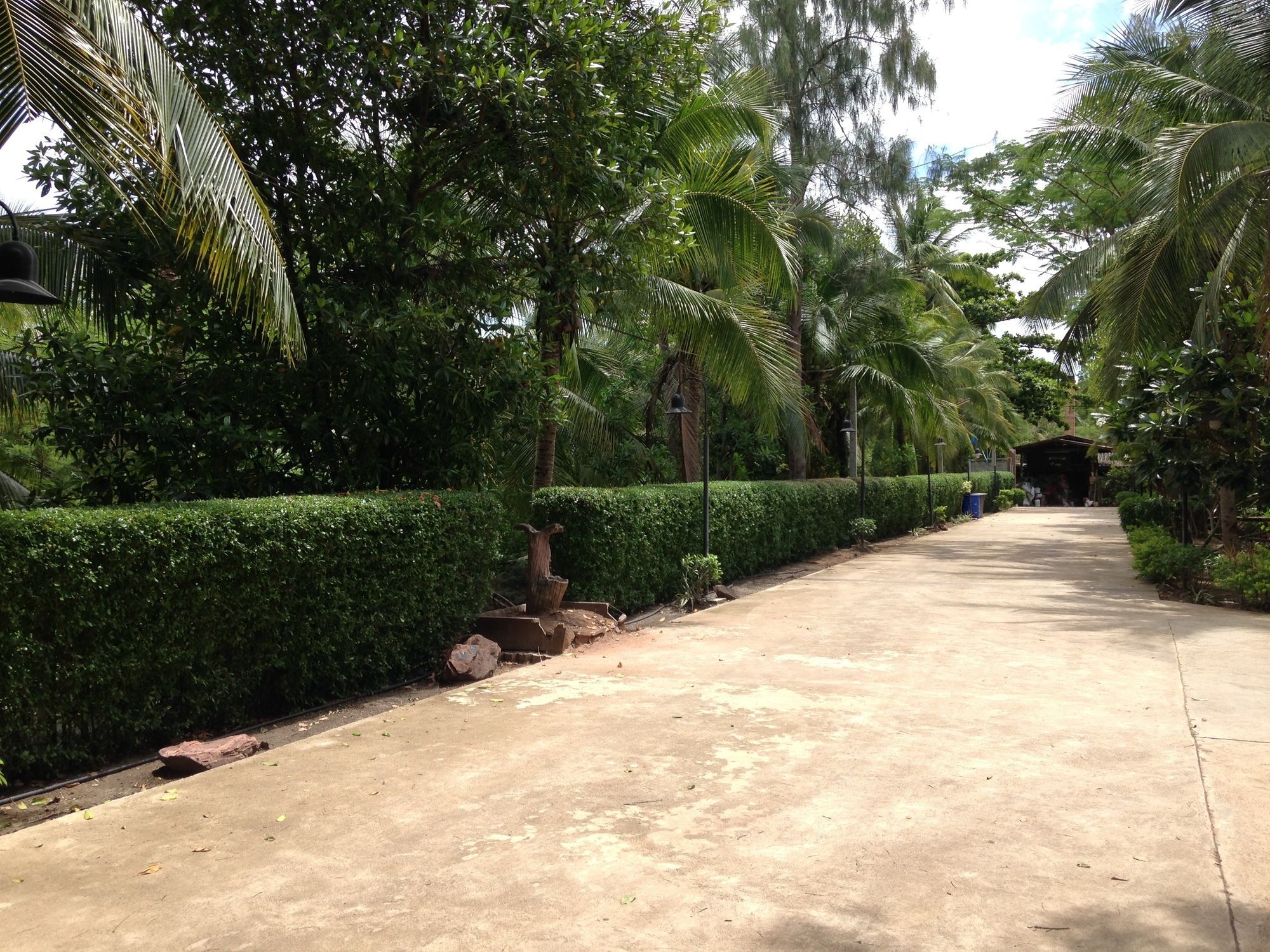 Young Coconut Garden