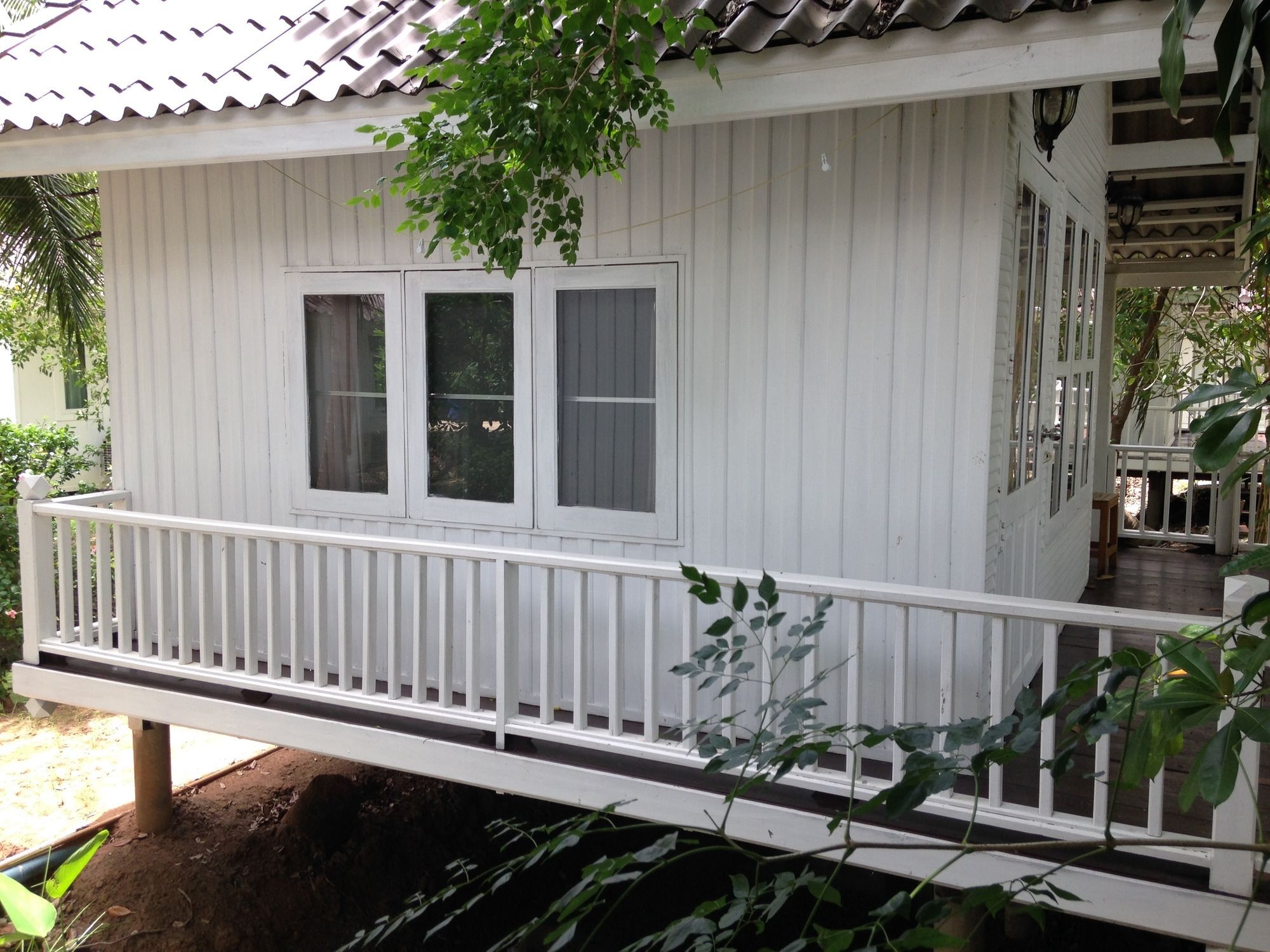 Young Coconut Garden
