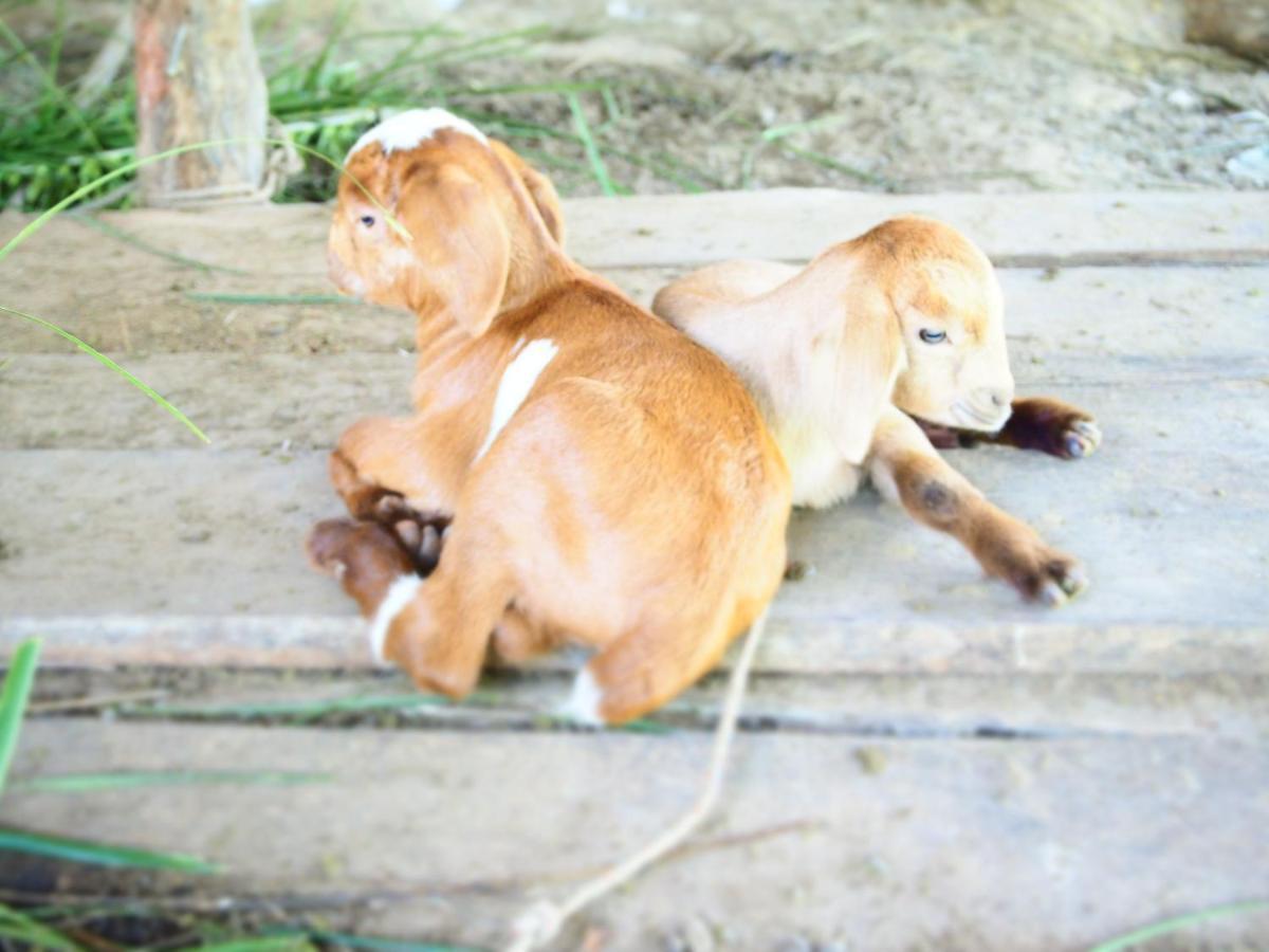 Yaoisland And Farm 3* Ko Yao Yai