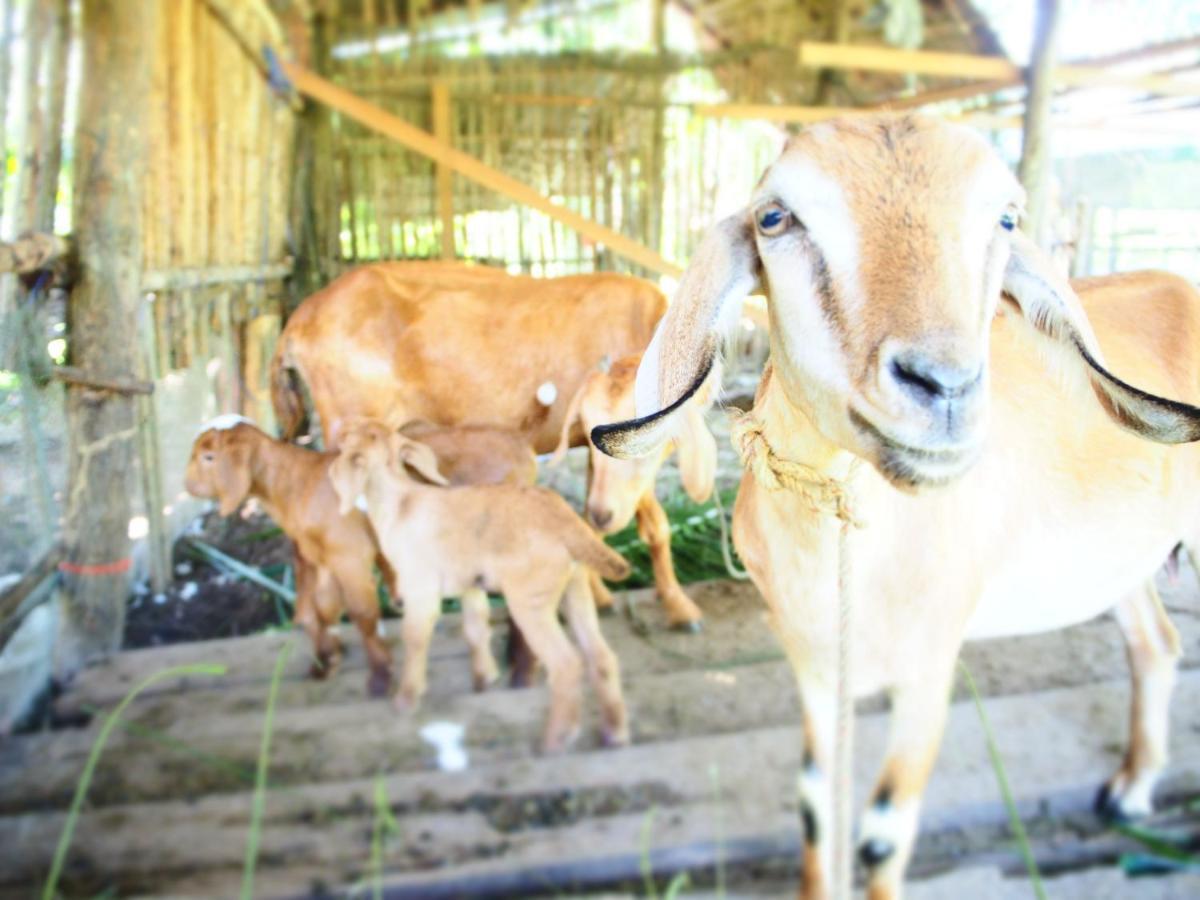 Resort Yaoisland And Farm 3*