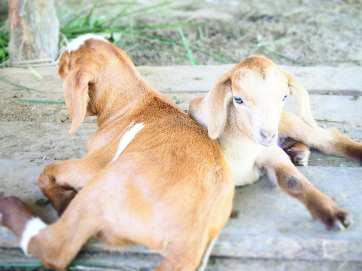 Yaoisland And Farm