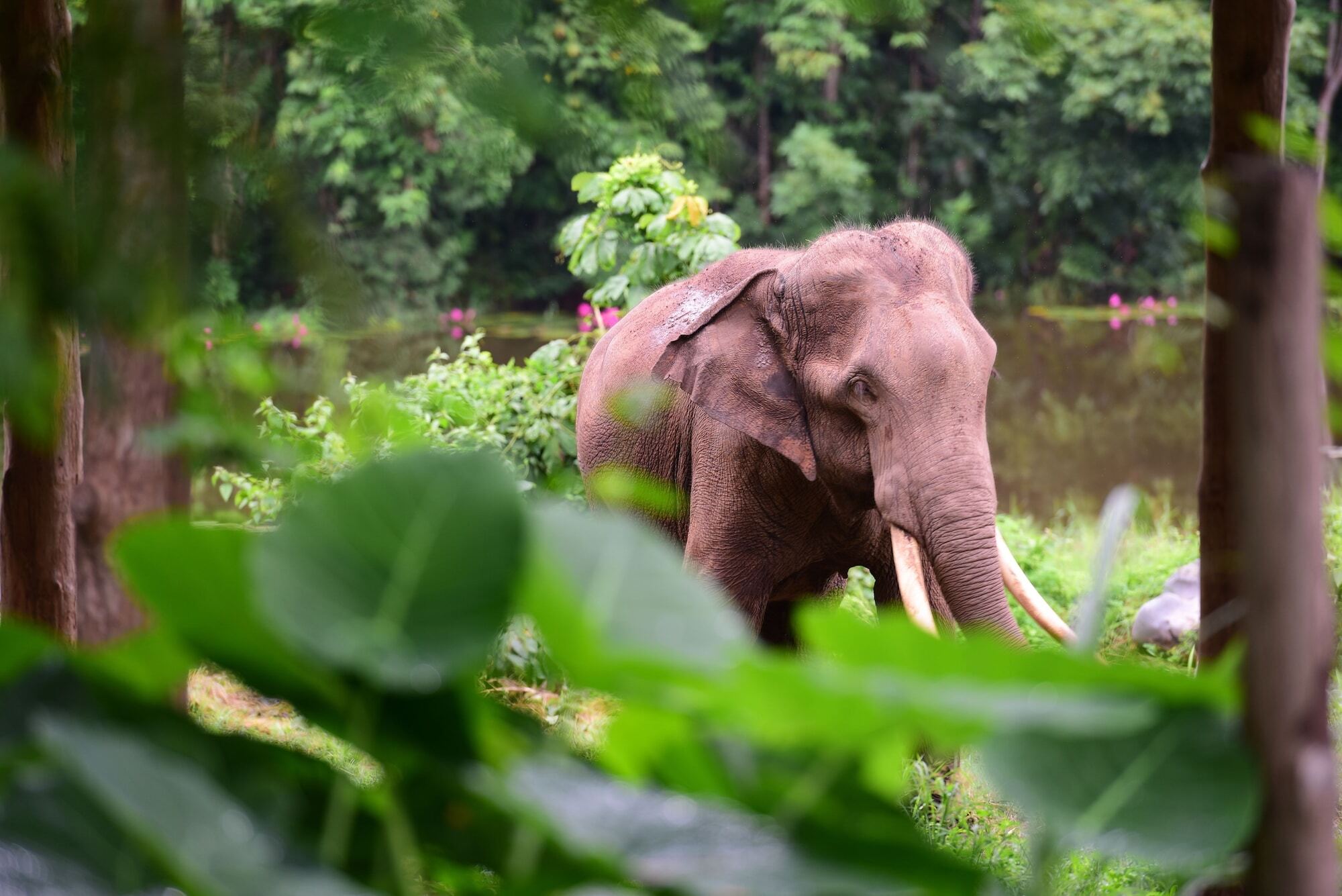 Sappraiwan Elephant & Sanctuary