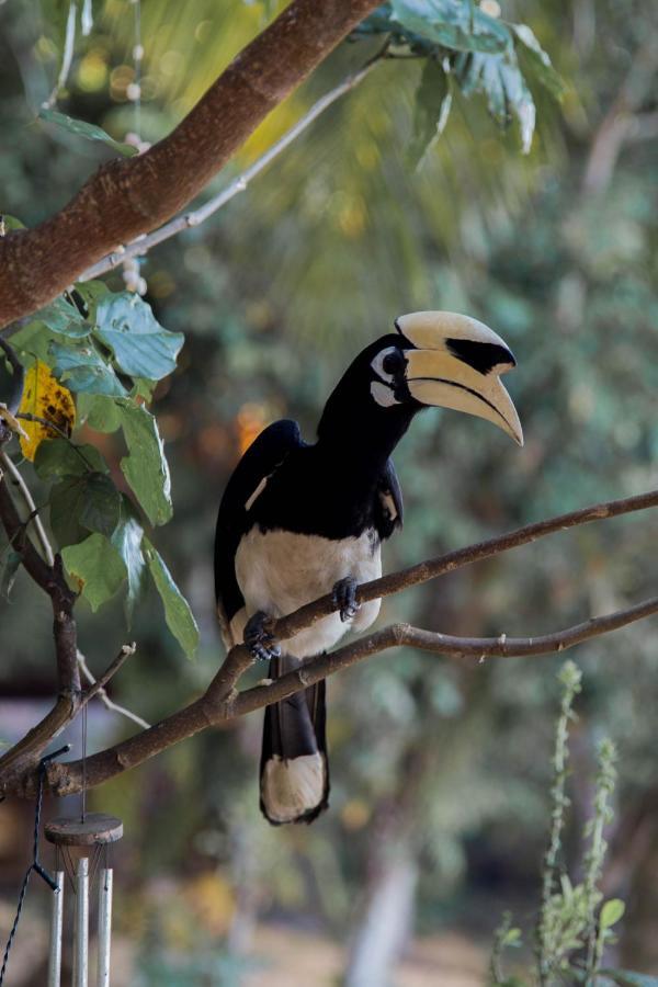 Guest house Hornbill Koh Chang Ranong