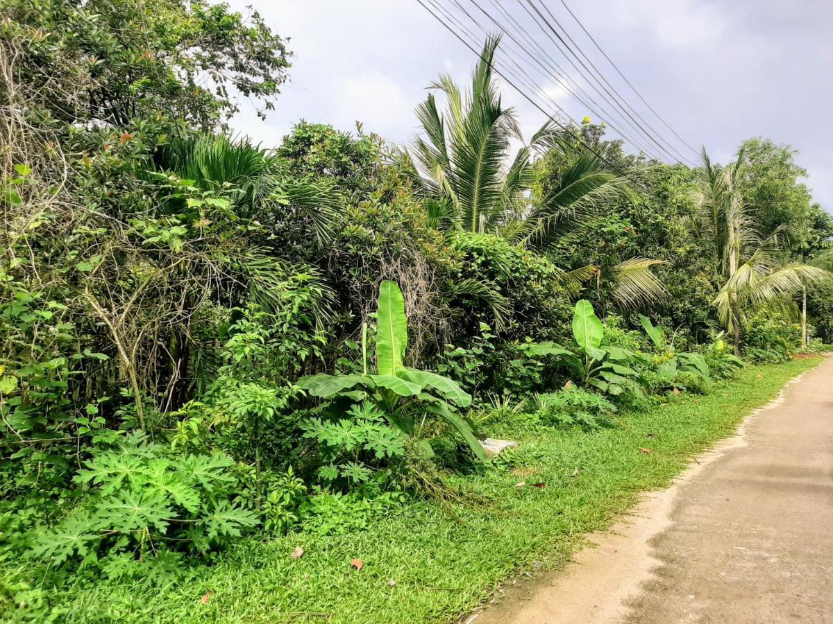 Resort Phangan Farm Stay Eco Organic Farming 2*