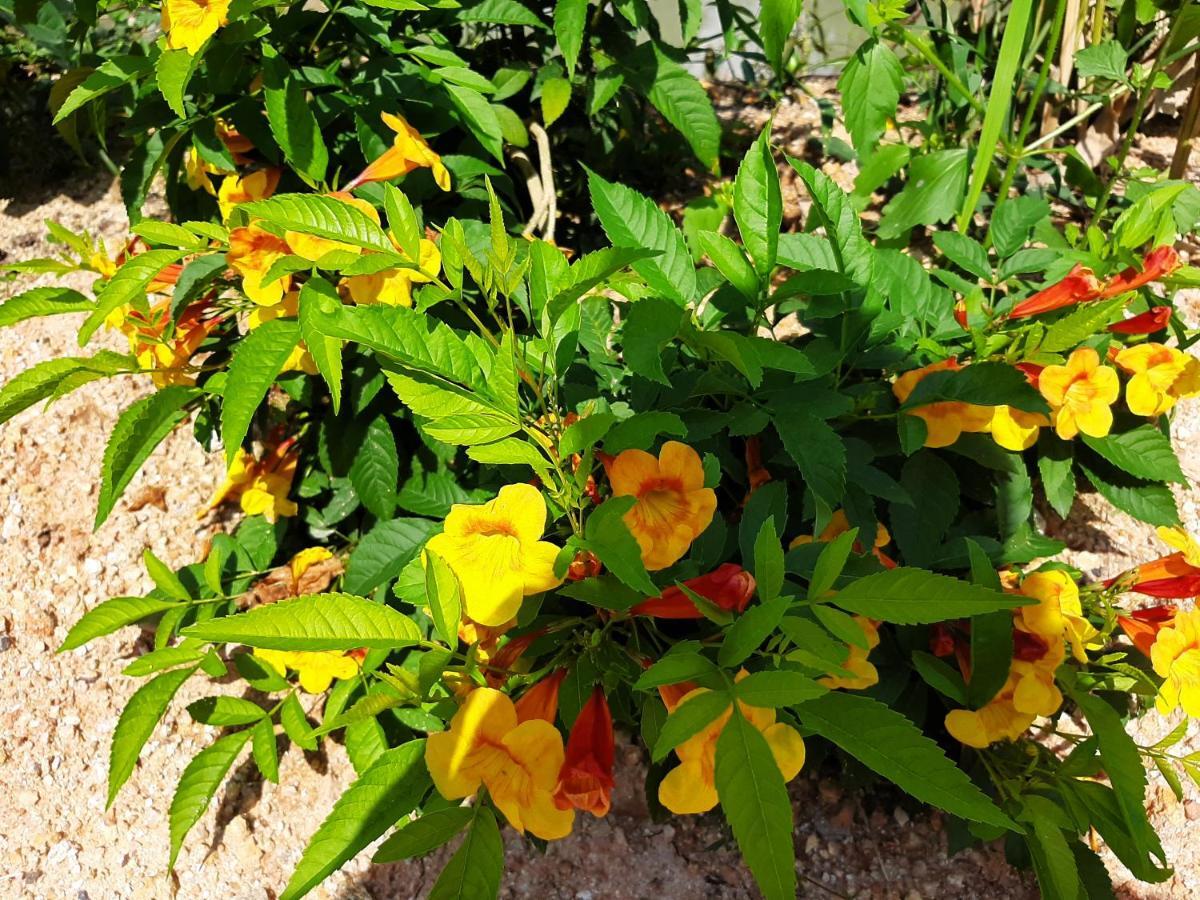 Phangan Farm Stay Eco Organic Farming Ko Pha Ngan