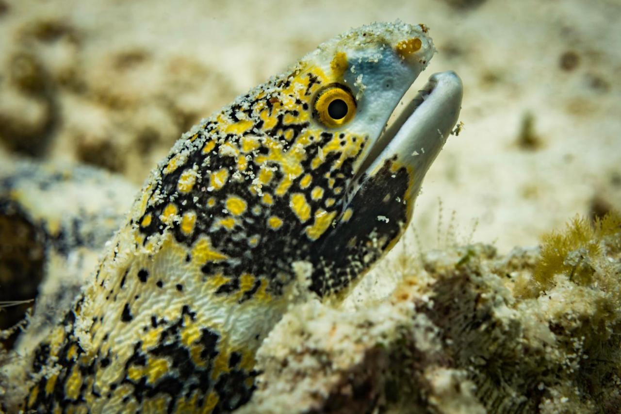Forra Dive Sunrise Beach * Koh Lipe