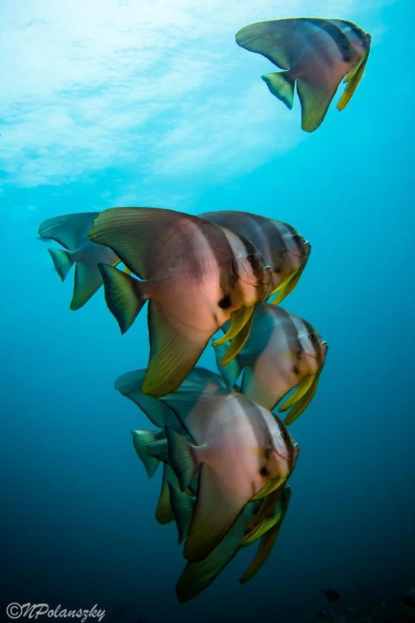 Hotel Forra Dive Sunrise Beach