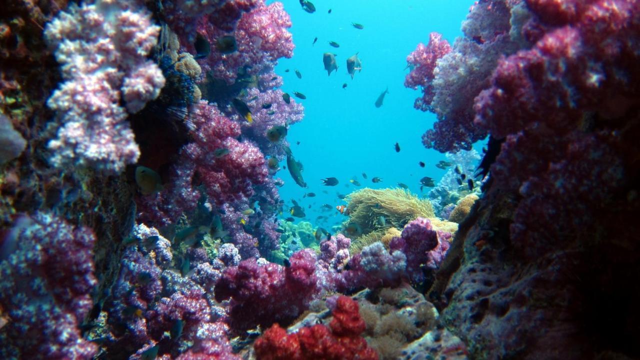 Forra Dive Sunrise Beach * Koh Lipe