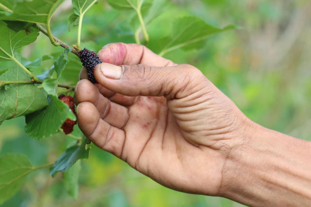 Mulberry