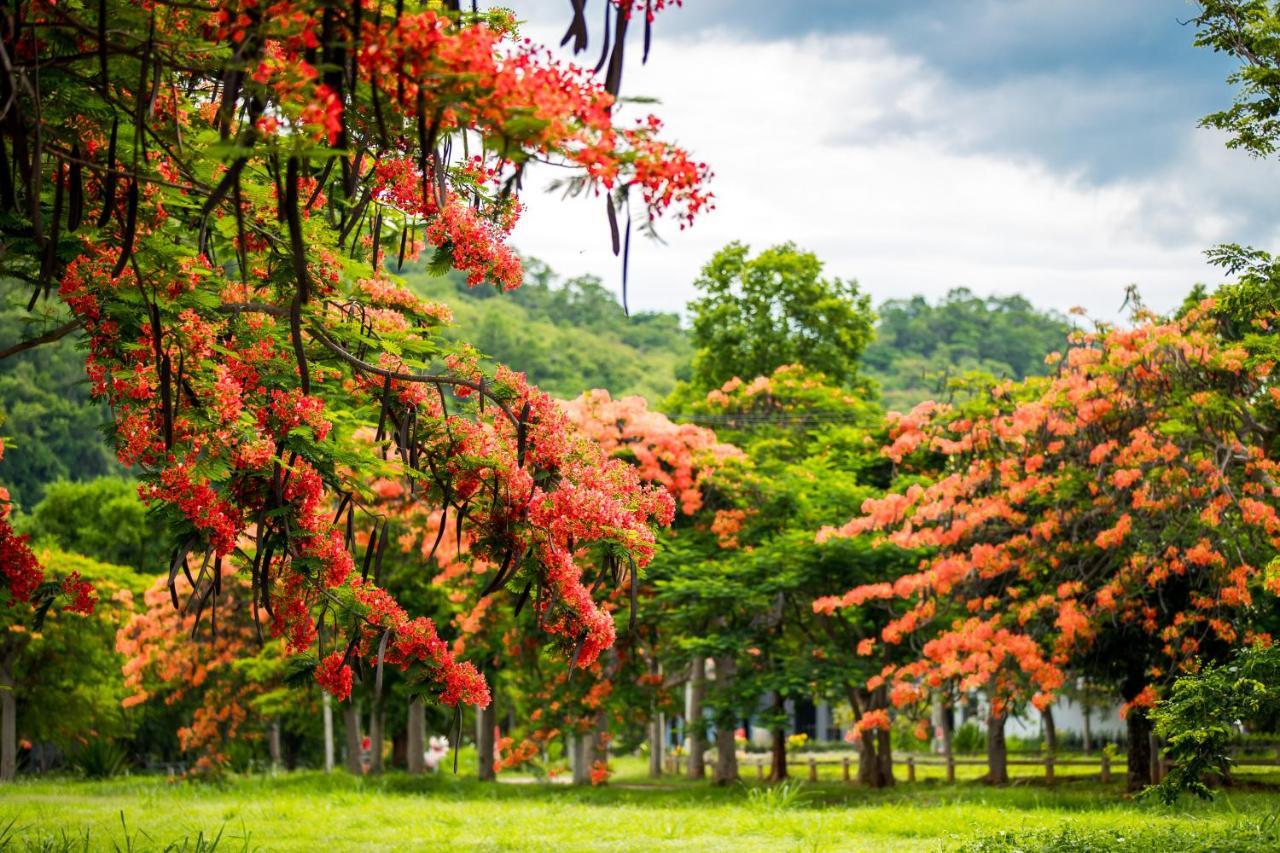 Diamond Hill Nong Nam Daeng