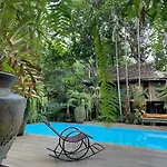 Fern Paradise