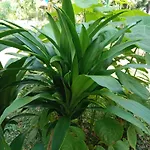 Som Palmgarden