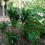Som Palmgarden
