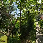 Luxury Mansion Villa 200 M To Chaweng Beach