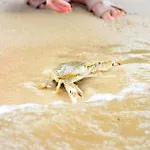 Sheraton Samui Resort - SHA Extra Plus
