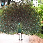 Chang Park Resort
