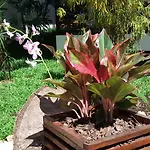 Lucky Gecko Garden