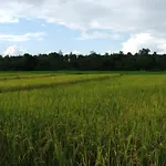 Good Morning Pai