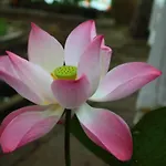 Ban Sabai Big Buddha Retreat & Spa