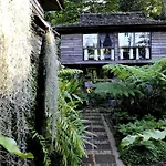 Fern Paradise