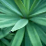 The Jungle Club - Sha Extra Plus