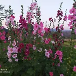 Phu Pai Art Resort