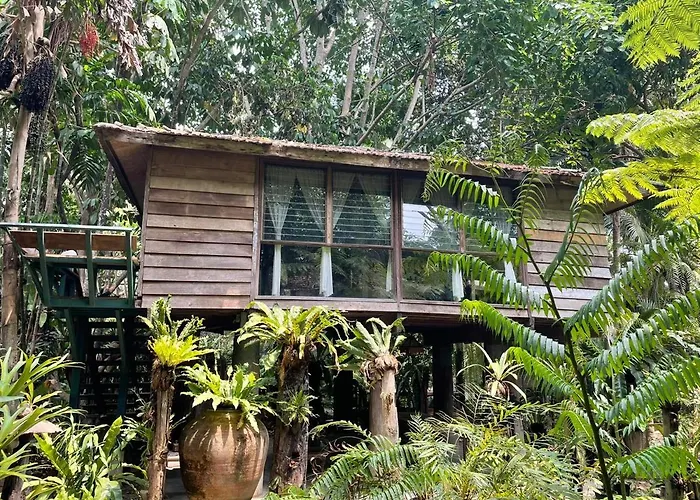 Fern Paradise
