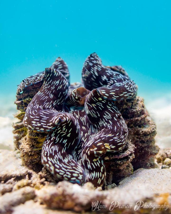 New Heaven Dive School And Resort