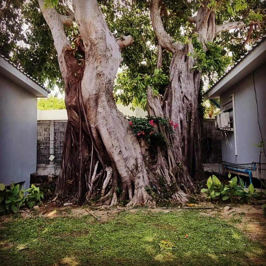 Pico Samui 3* Bophut