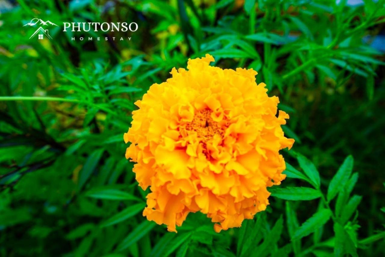Phutonso Homestay