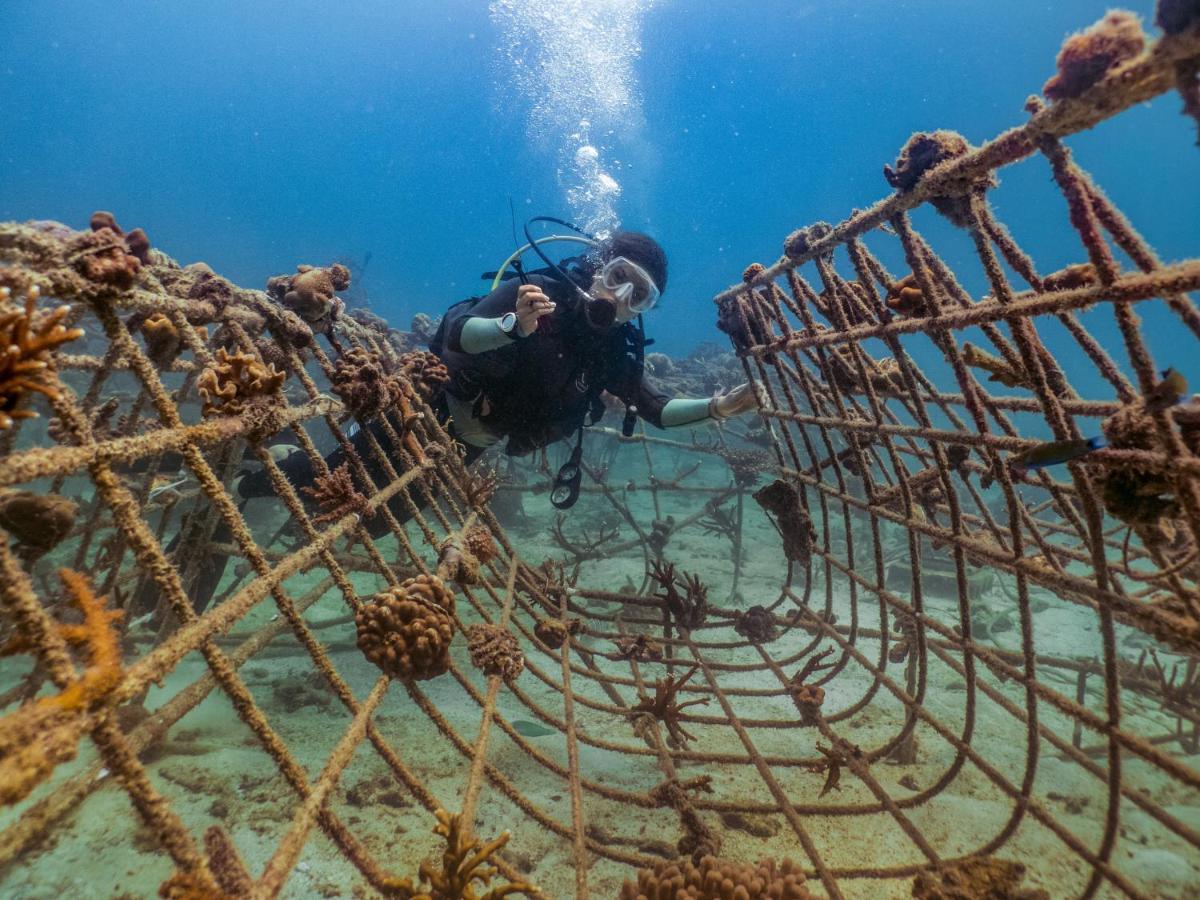 New Heaven Dive School And