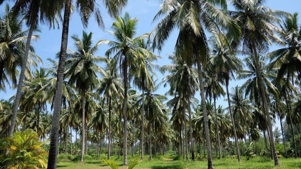 Golden Coconut Resort Khao Lak