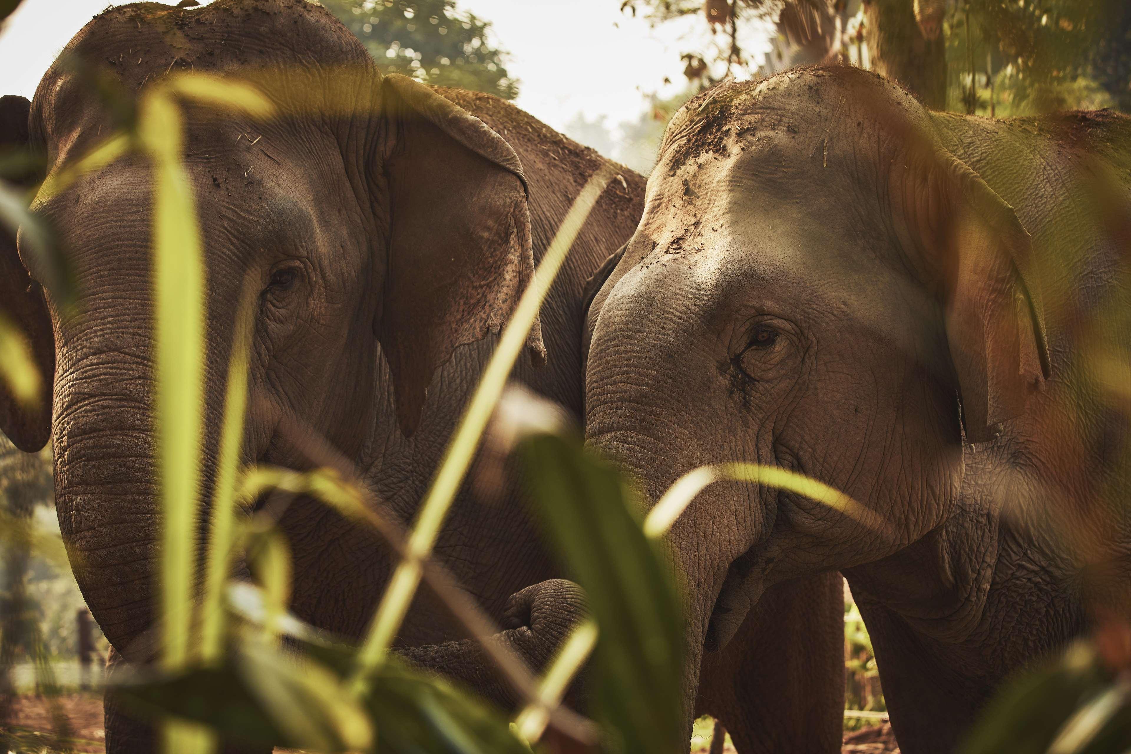 Anantara Golden Triangle Elephant Camp & Resort 5*