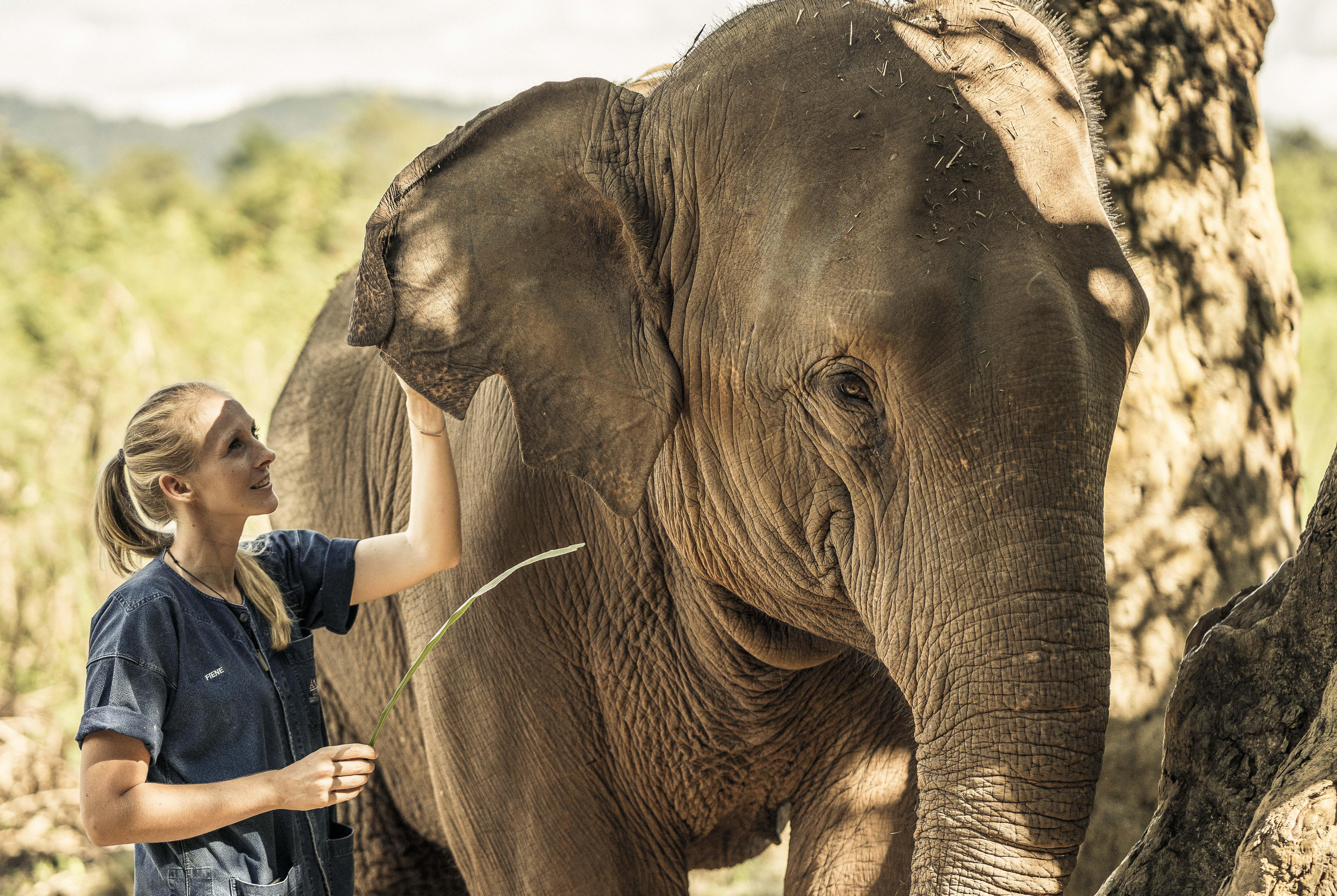 Anantara Golden Triangle Elephant Camp & Chiang Rai