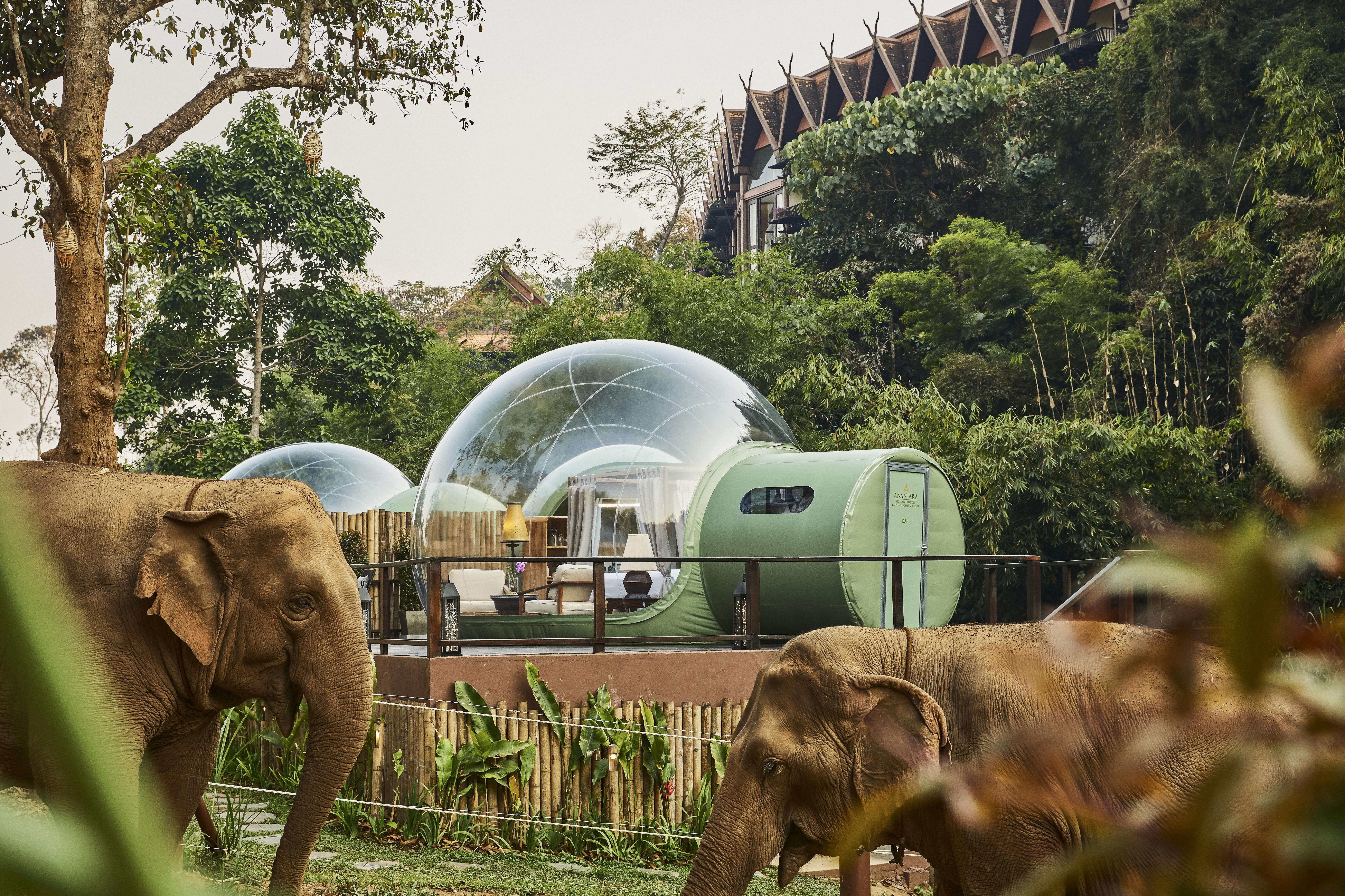 Anantara Golden Triangle Elephant Camp & Chiang Rai