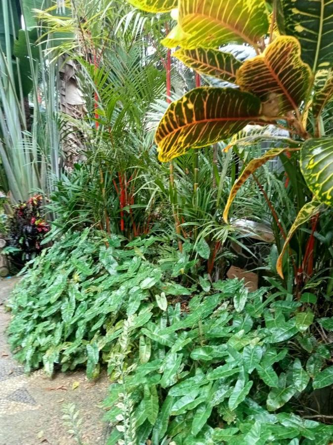 Khao Sok Orquideas
