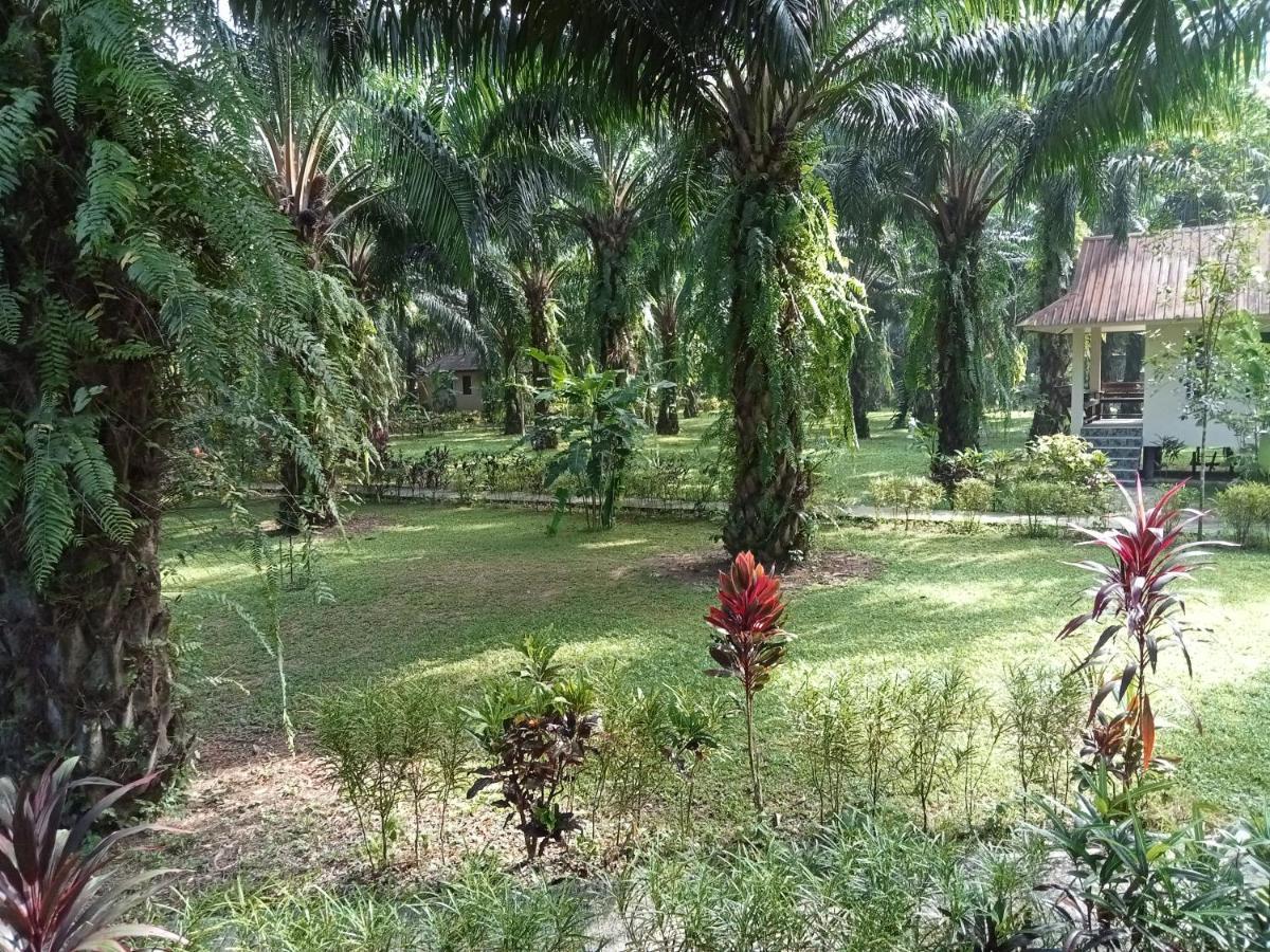 Khao Sok Palm Garden Khao Sok National Park