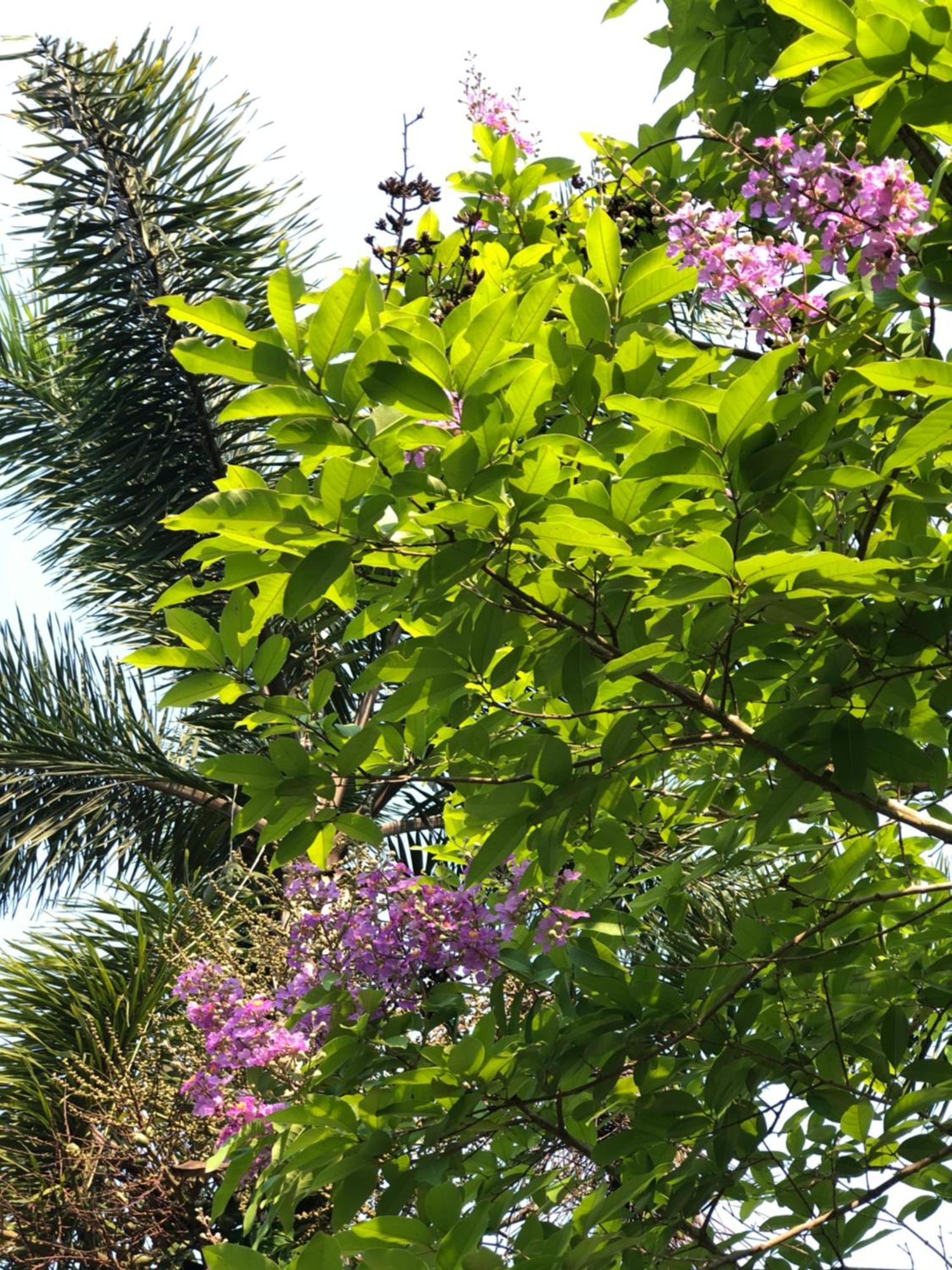 Pura Vida 3* Pai