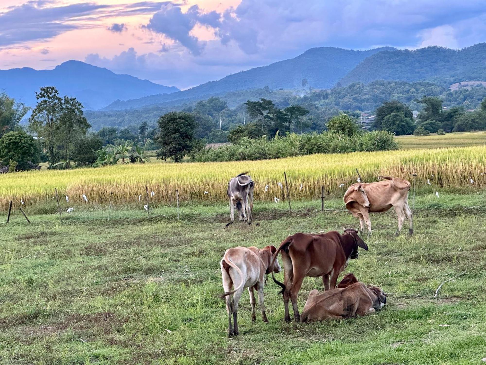 Pura Vida Resort Pai