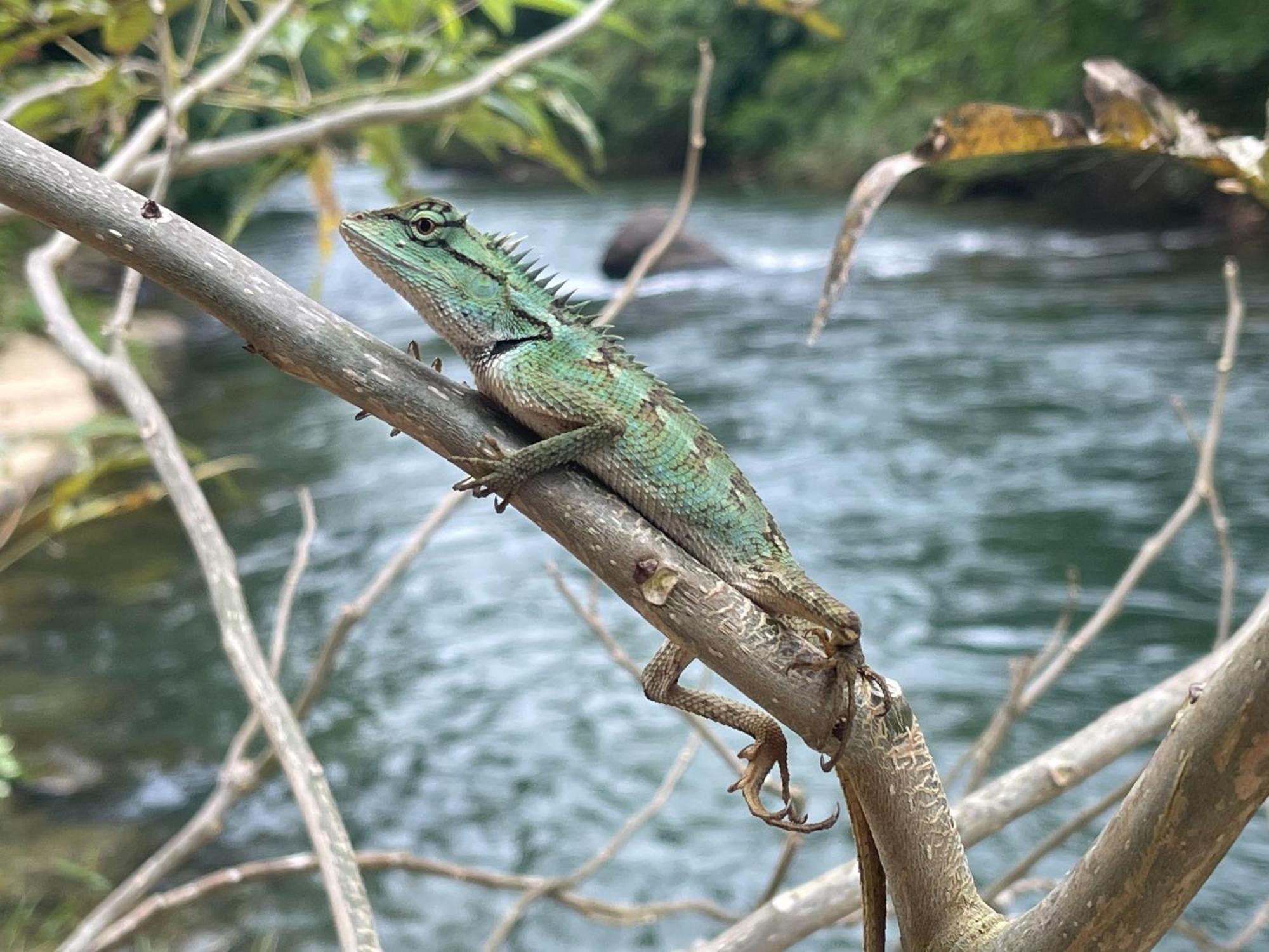 Khaosok Rainforest 3*