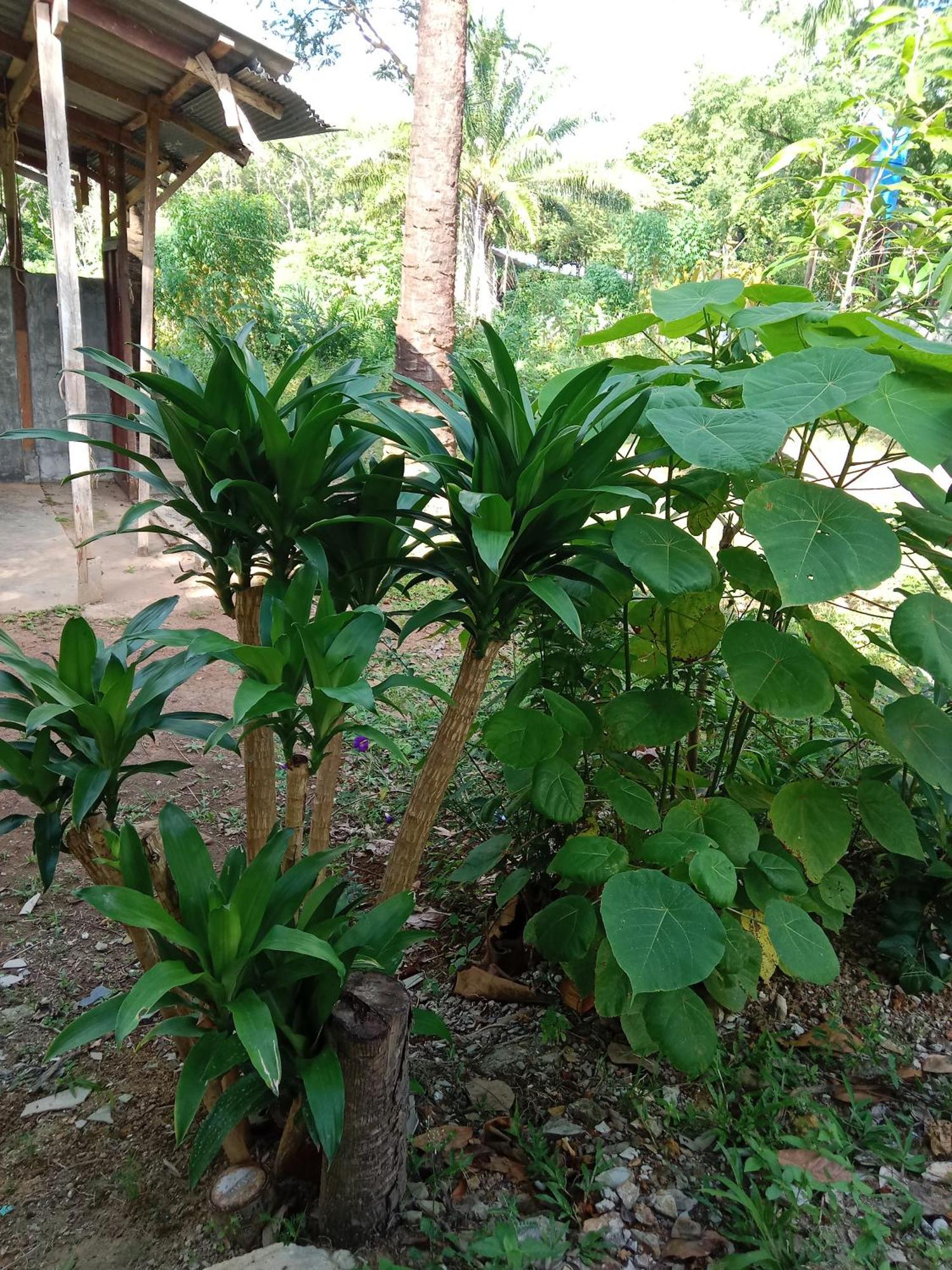 Som Palmgarden Inn Koh Lanta