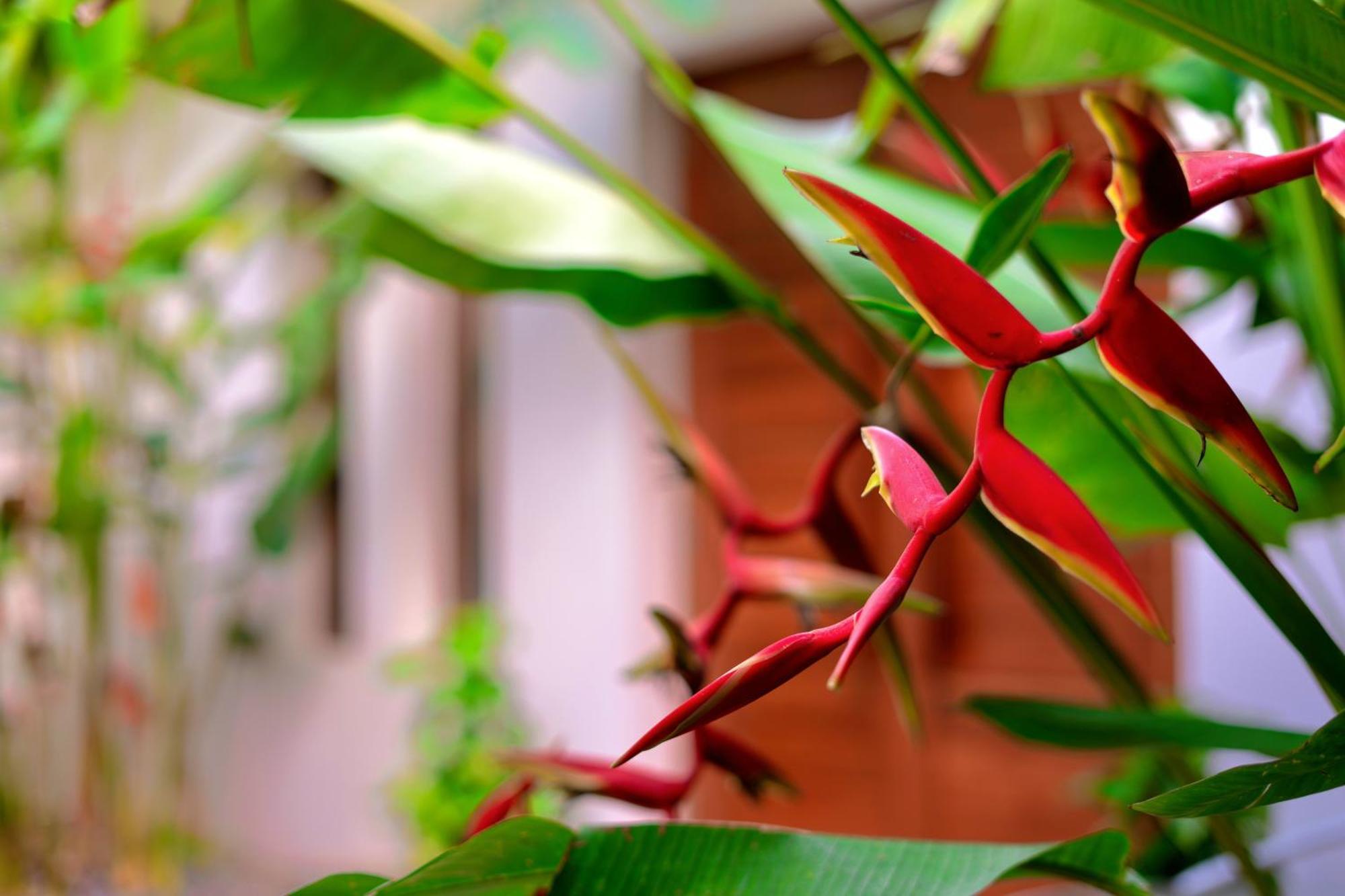 Holiday home Orchid Samui - *
