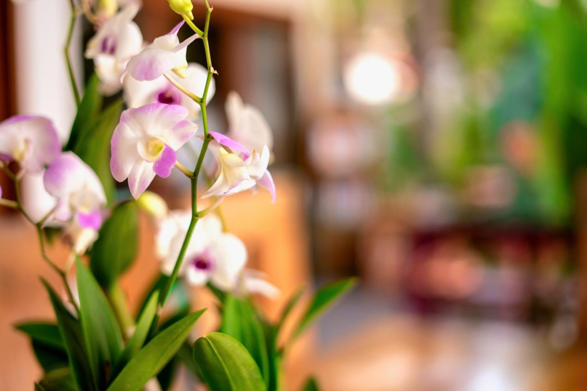 Orchid Samui - Holiday home Lamai Beach (Koh Samui)