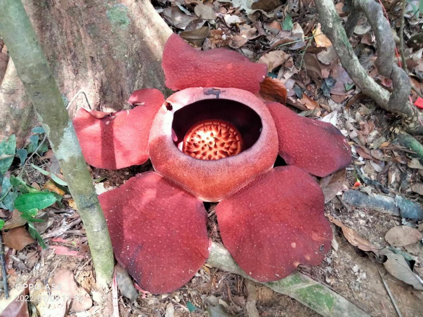 Khaosok Rainforest Resort