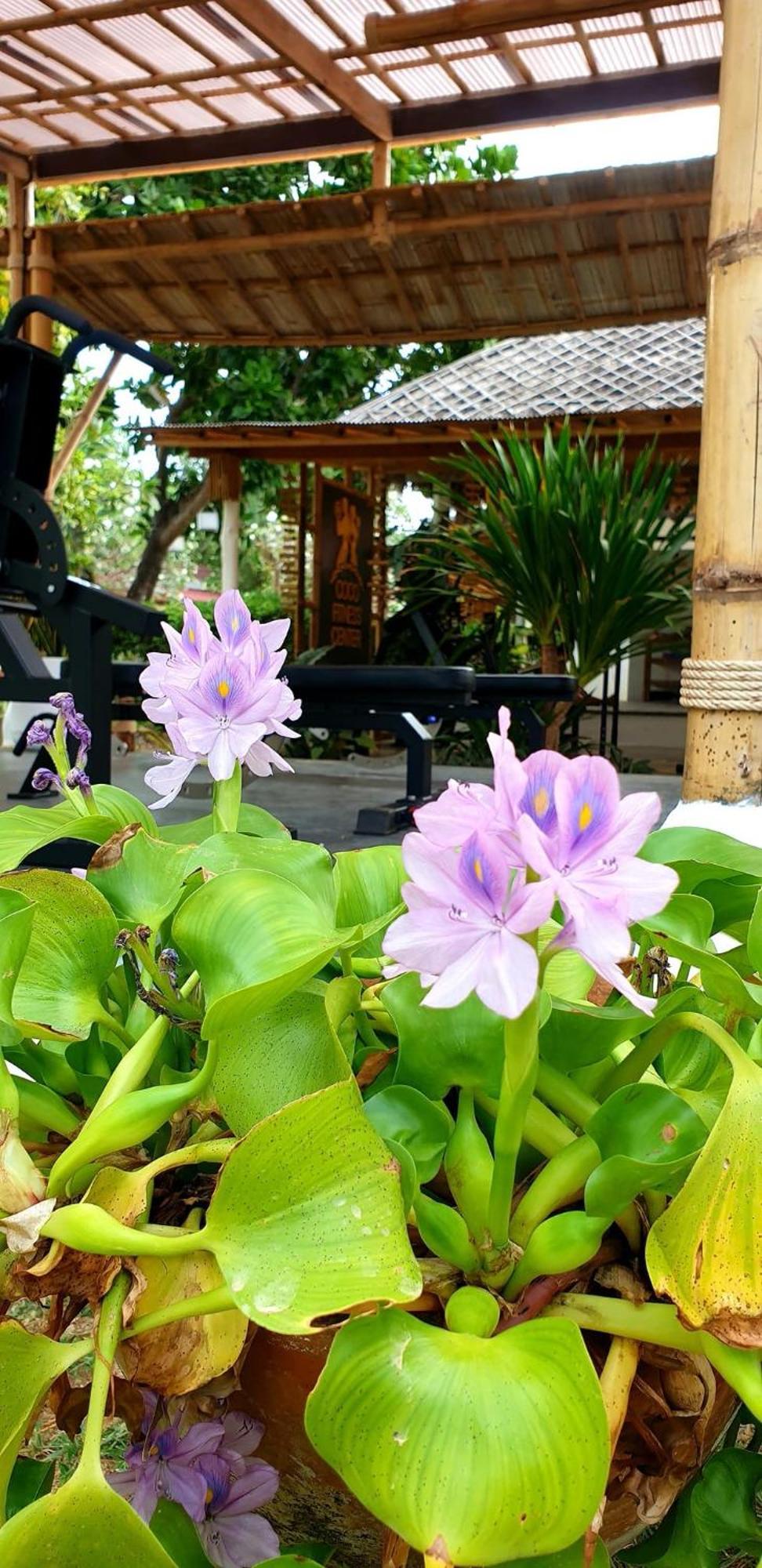 Coco Lanta - Sha Extra 3* Koh Lanta
