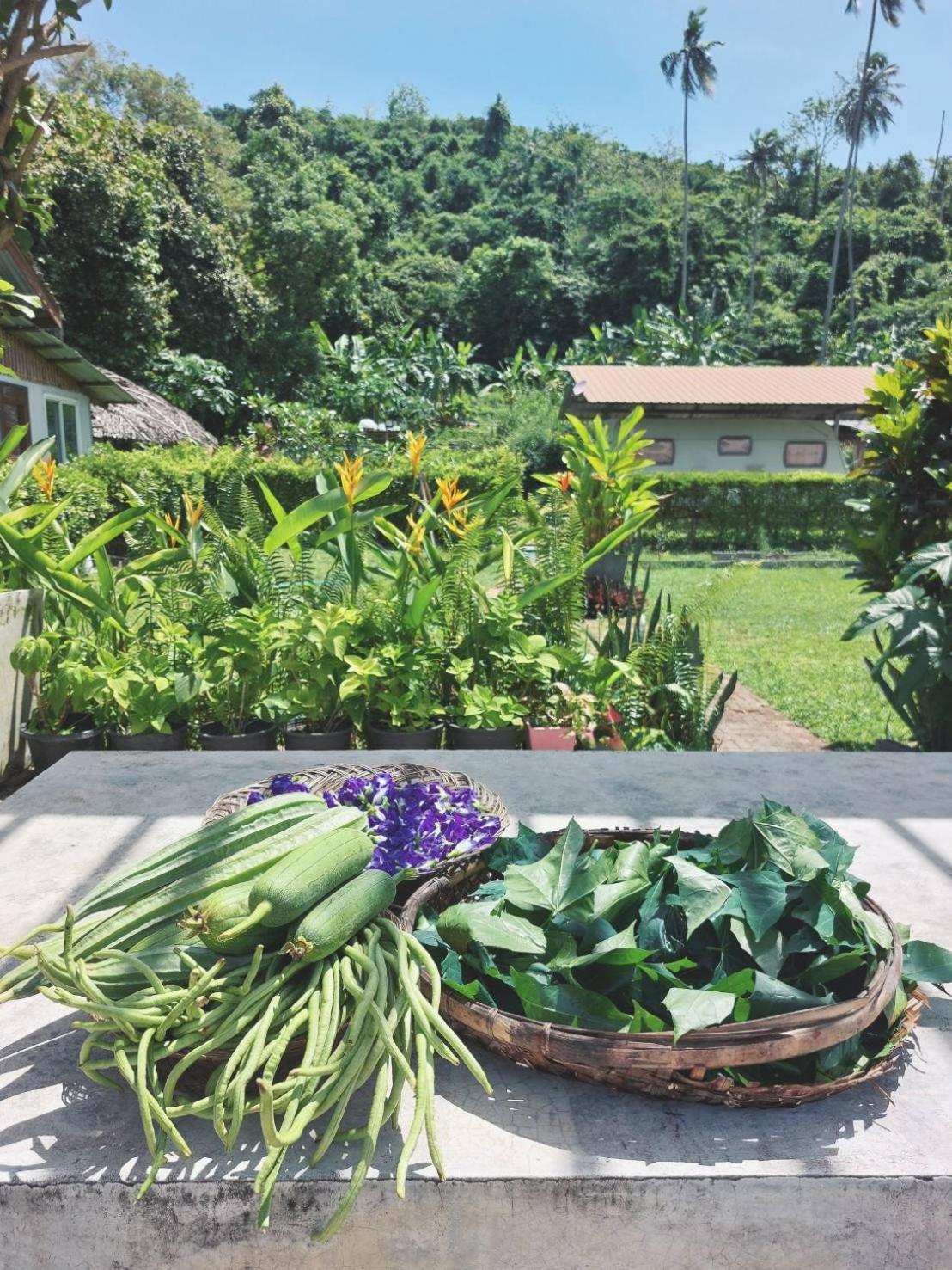 Samui Farm Campsite *
