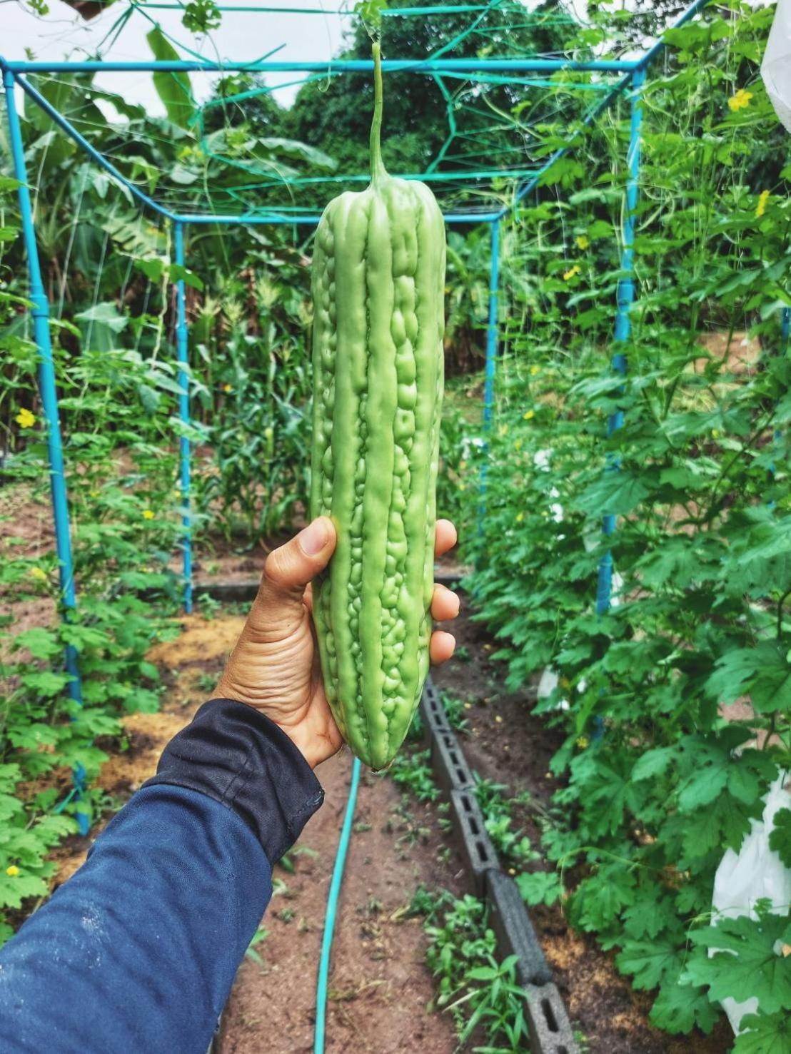 Samui Farm * Laem Sor
