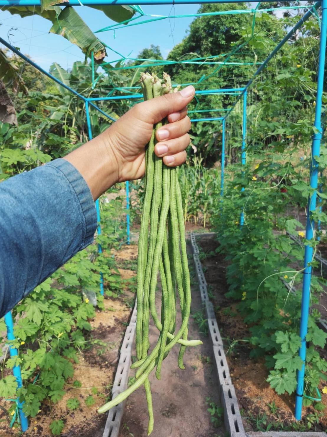 Samui Farm